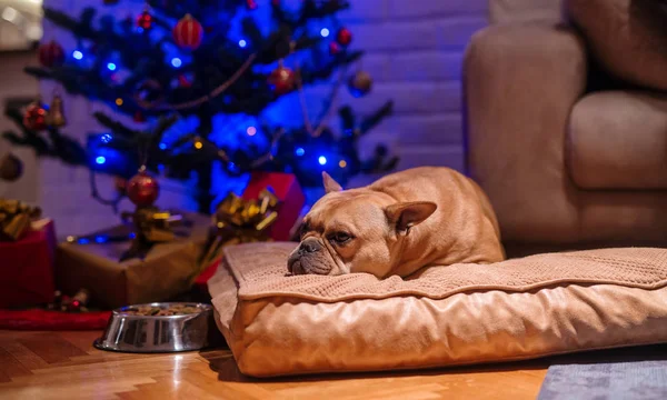 잠자는 강아지 베개에 크리스마스 크리스마스 — 스톡 사진
