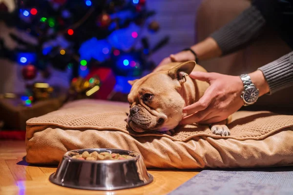 Хозяин Пытается Разбудить Щенка Перед Собачьей Миской Едой Рождественские Каникулы — стоковое фото