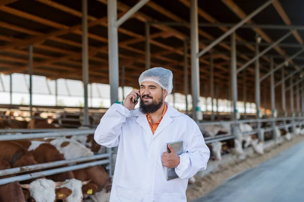 Veterinario Revisando Vacas Granja Vacas Hablando Teléfono Móvil Sosteniendo Tableta — Foto de Stock