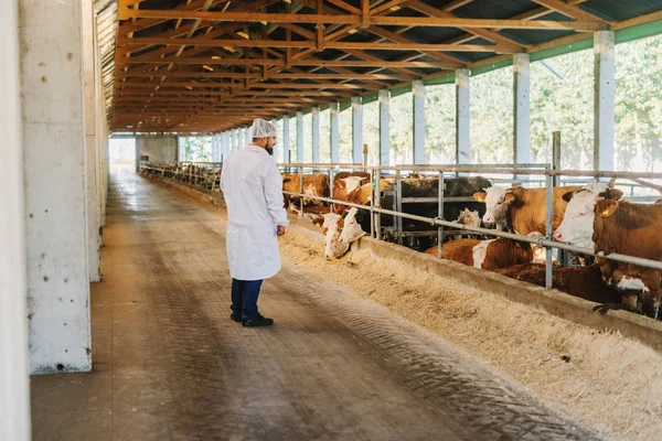 Veterinário Que Verifica Vacas Exploração Vacas — Fotografia de Stock