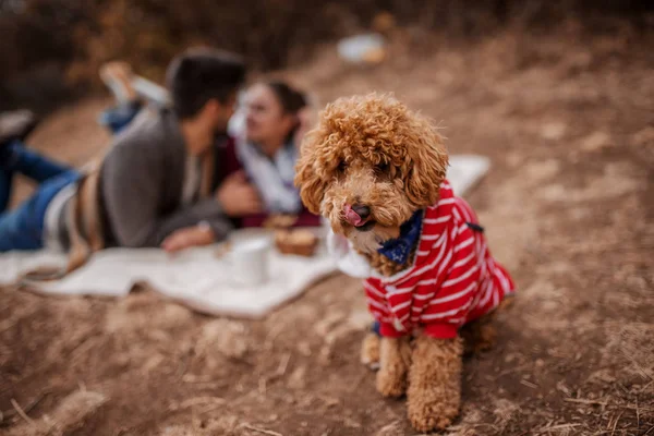 Selektivt Fokus Hund Tittar Kameran Bakgrunden Ett Par Liggande Picknick — Stockfoto