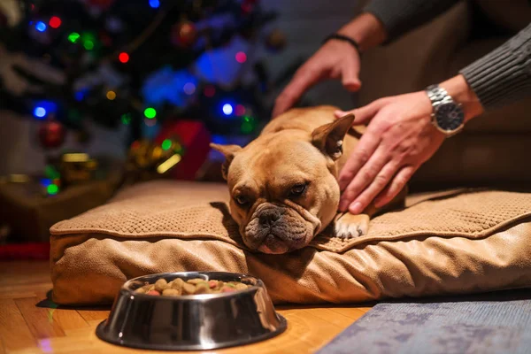 Közelről Álmos Kutya Párna Feküdt Karácsonyfa Háttér Előtt Dog Kutyatáp — Stock Fotó