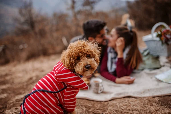 カメラ目線の犬に選択と集中 背景のカップルがピクニック毛布で横になっている横になっています 秋の時間 — ストック写真