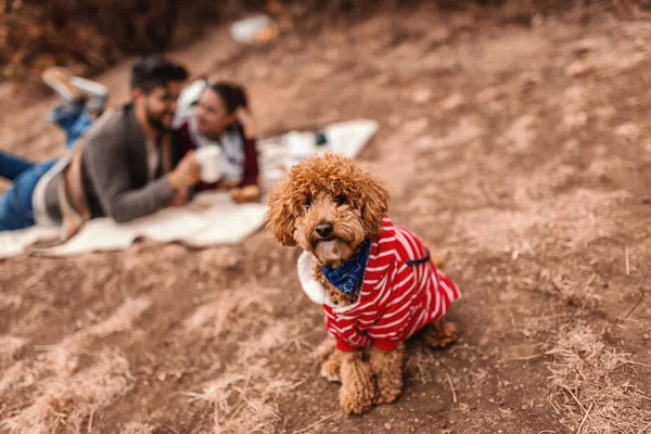 Yerde Oturan Kayısı Fino Köpeği Battaniye Var Yalan Arka Plan — Stok fotoğraf