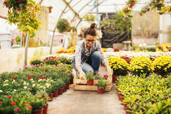 Bellissimo Giovane Giardiniere Professionista Femminile Che Lavora Serra Moderna Scatola — Foto Stock