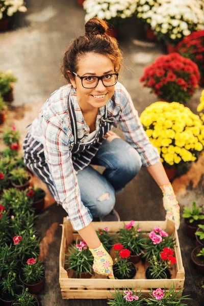 Gyönyörű Fiatal Női Profi Kertész Dolgozó Modern Üvegházhatású Gazdaság Box — Stock Fotó