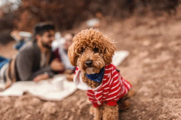 Caniche Albaricoque Sentado Suelo Segundo Plano Pareja Acostada Sobre Una — Foto de Stock