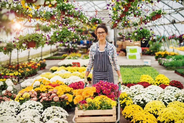 Gelukkige Vrouwelijke Bloemist Die Kruiwagen Vol Ingegoten Bloemen Hot House — Stockfoto