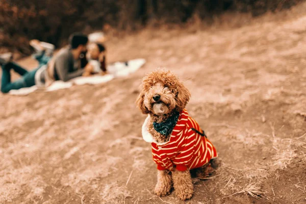 Close Poodle Damasco Sentado Olhando Para Câmera Fundo Casal Beijando — Fotografia de Stock