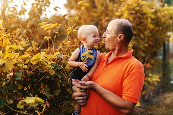 Avô Segurando Neto Dando Lhe Uvas Enquanto Estava Vinha Outono — Fotografia de Stock