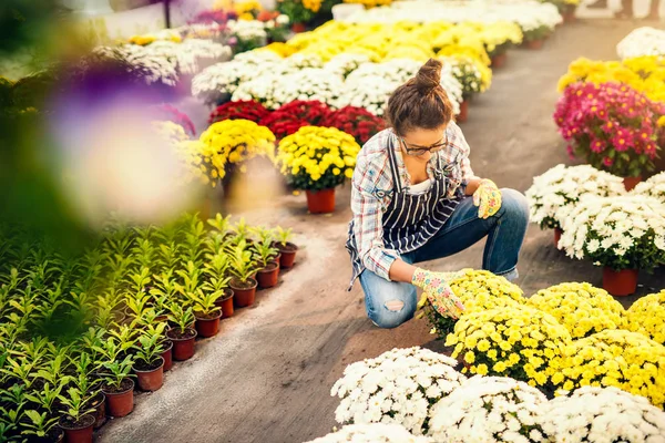 Hardwerkende Schattig Bloemist Geknield Het Cultiveren Van Bloemen Potten Broeikasgassen — Stockfoto