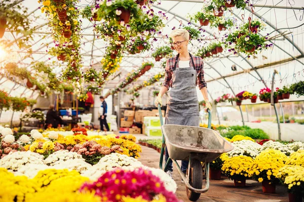 Linda Florista Caucásica Con Pelo Corto Rubio Empujando Carretilla Invernadero — Foto de Stock