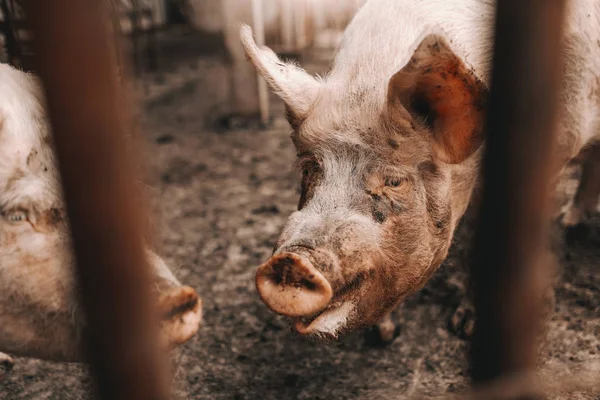 Photo Cochon Sale Debout Dans Boue Dans Cote Concept Élevage — Photo