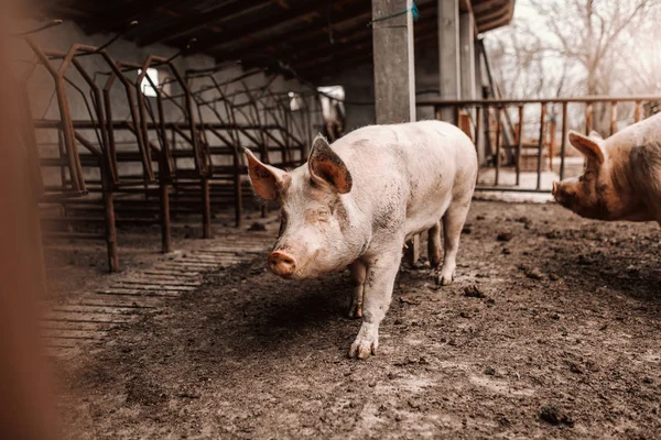 Cerdo Adulto Moviéndose Alrededor Litera Barro Concepto Cría Cerdos —  Fotos de Stock