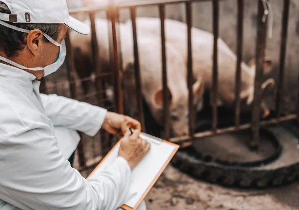 Veterinario Maduro Bata Blanca Sujetando Portapapeles Comprobando Salud Cerdos Litera —  Fotos de Stock