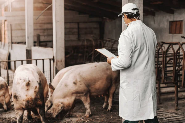 Mature Veterinarian White Coat Holding Clipboard Checking Health Pigs While — Stock Photo, Image