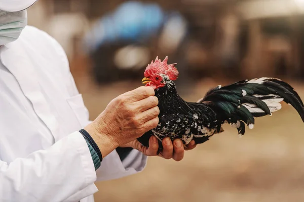 Close up of veterinarian in white coat and mask on face holding rooster. Rural exterior.