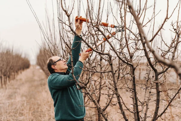 Cultivador Frutas Caucásico Adulto Maduro Trabajador Jersey Podando Árbol Frutal — Foto de Stock