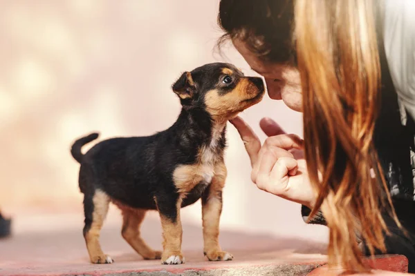 Close Jovem Caucasiano Mulher Petting Pouco Filhote Cachorro Bonito Livre — Fotografia de Stock