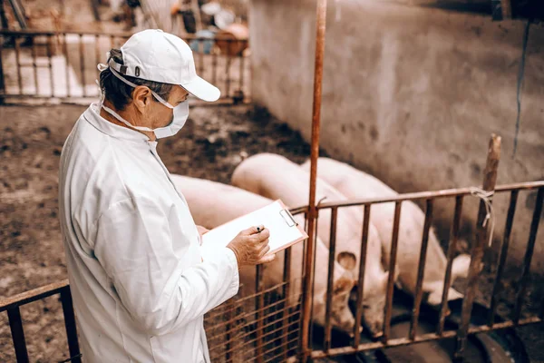 兽医穿着白色外套 面罩和帽子的侧视图 在站在 Cote 旁边的时候 可以检查猪的情况 — 图库照片