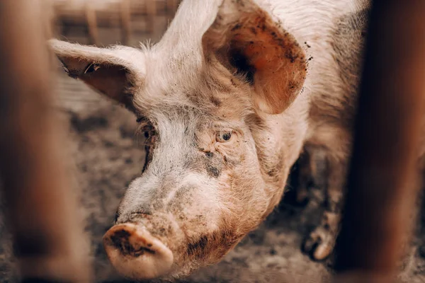 더러운 돼지에 카메라 클로즈업 — 스톡 사진