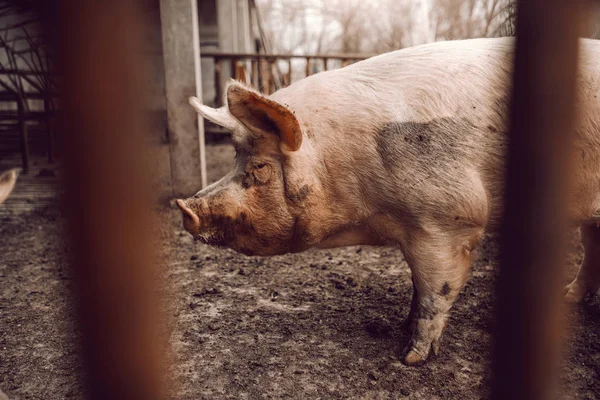 Brudna Świnia Stojący Chlewie Błocie Zdjęcie Zrobione Ogrodzenia — Zdjęcie stockowe