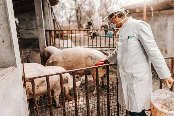 兽医在白色外套和面具在面孔哺养猪 猪繁殖理念 — 图库照片