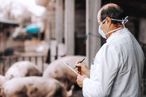 Veterinario Maduro Bata Blanca Sujetando Portapapeles Comprobando Salud Los Cerdos —  Fotos de Stock