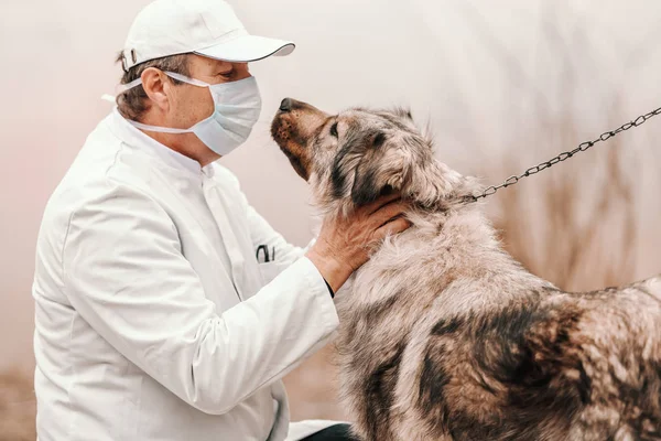 Kaukasische Senior Dierenarts Controleren Hond Aangelijnd Landelijk Exterieur — Stockfoto