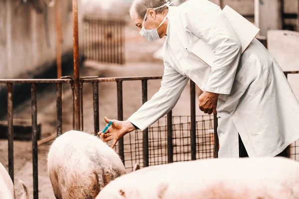 兽医在白色外套和面具的脸举行剪贴板下窝 并给猪注射 而站在科特 — 图库照片