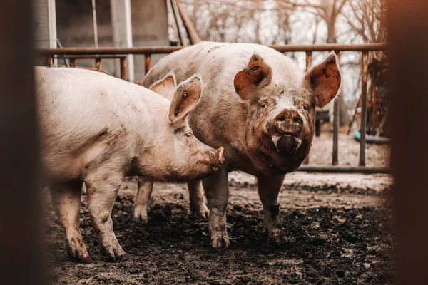 Deux Porcs Sales Adultes Debout Dans Boue Dans Cote — Photo