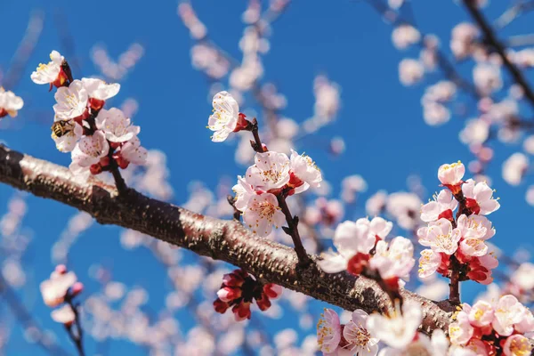 Close Beautiful Tree Bloom Spring Blue Sky Background — Stock Photo, Image