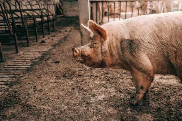 Zijaanzicht Van Vuile Varken Staande Varkensstal Modder — Stockfoto