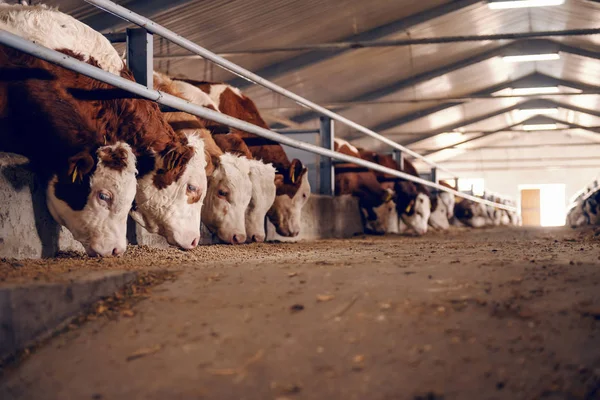 Pandangan Samping Betis Peternakan Hewan Makan Makanan Konsep Industri Daging — Stok Foto