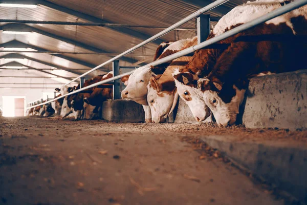 Vista Lateral Bezerros Fazenda Animais Comendo Alimentos Conceito Indústria Carne — Fotografia de Stock