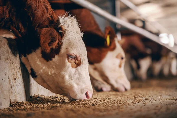 Primer Plano Ternera Granja Animales Comiendo Alimentos Concepto Industria Cárnica — Foto de Stock