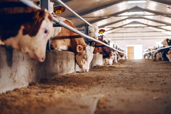 Sidovy Kalvar Djurens Gård Äter Mat Kött Industri Koncept — Stockfoto