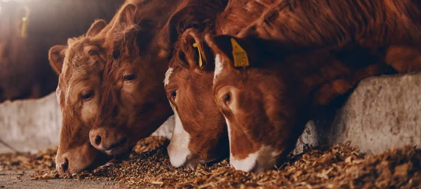 Close Bezerros Fazenda Animais Comendo Alimentos Conceito Indústria Carne — Fotografia de Stock
