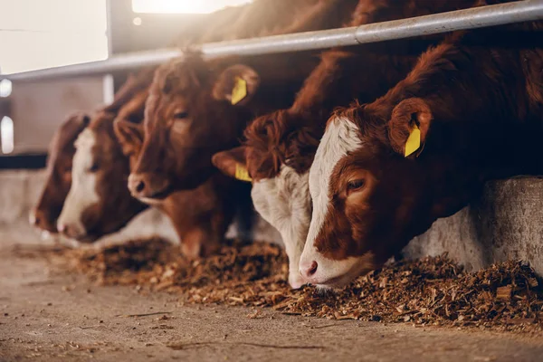 Acercamiento Terneros Granja Animales Comiendo Alimentos Concepto Industria Cárnica — Foto de Stock