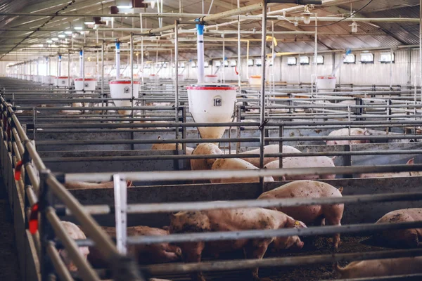 Veel Varkens Dier Werpen Eten Staand Liggend Vlees Industrie Concept — Stockfoto