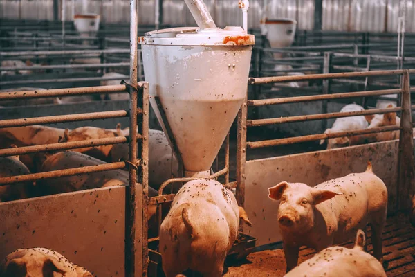 很多肥胖的成年猪在动物谷仓吃饭的照片 肉类生产理念 — 图库照片