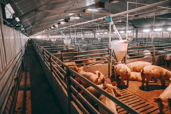 Muchos Cerdos Cobertizo Animales Comiendo Pie Acostados Concepto Industria Cárnica —  Fotos de Stock