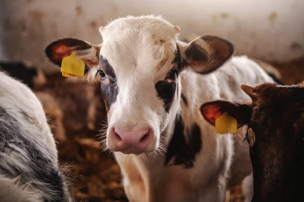 カメラ目線の耳のタグでかわいいおさる子牛のクローズ アップ 小屋内部 — ストック写真