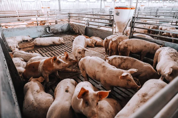 Muitos Porcos Barracão Animais Comendo Deitados Conceito Indústria Carne — Fotografia de Stock