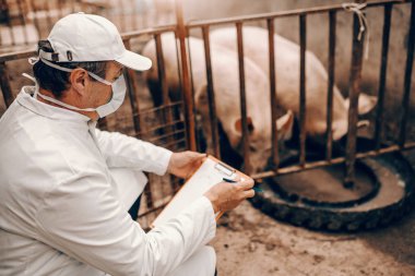 Side view of veterinarian in white coat, mask and hat holding clipboard and checking on pigs while crouching next to cote. clipart