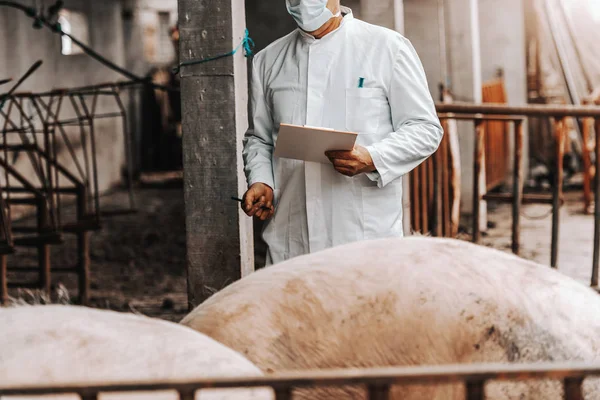 穿着白色外套的成熟兽医 在站在 Cote 的时候 拿着剪贴板 检查猪的健康状况 国家外观 — 图库照片