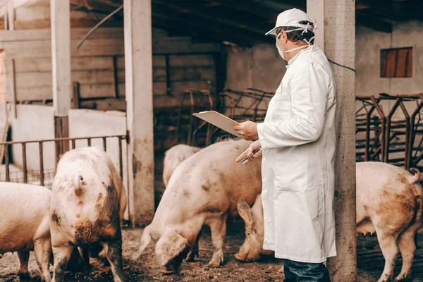 Veterinario Bata Blanca Sombrero Máscara Protectora Portapapeles Control Cerdos Mientras —  Fotos de Stock