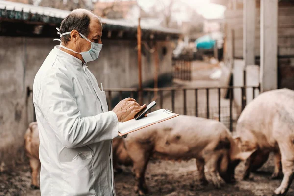 成熟的兽医在白色外套和保护面罩在脸上拿着剪贴板和使用智能手机 而站在科特 背景猪 — 图库照片