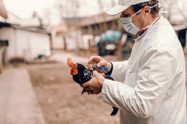 兽医在白色外套 帽子和保护面罩上给生病的公鸡注射 乡村外观 — 图库照片
