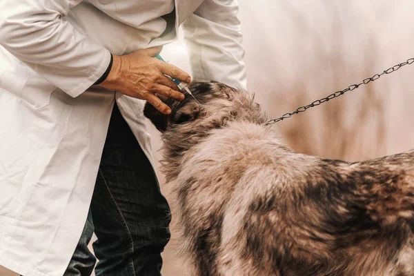 Gros Plan Vétérinaire Manteau Blanc Vaccinant Chien Extérieur Rural — Photo